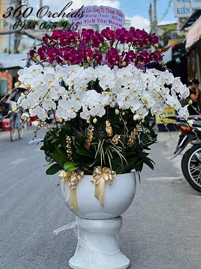 Chậu lan hồ điệp kết hợp - Tài vô lộc đến