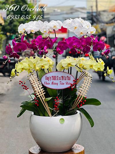 Chậu lan hồ điệp kết hợp - Thành công mỹ mãn
