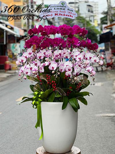 Chậu lan hồ điệp kết hợp - Thịnh vượng