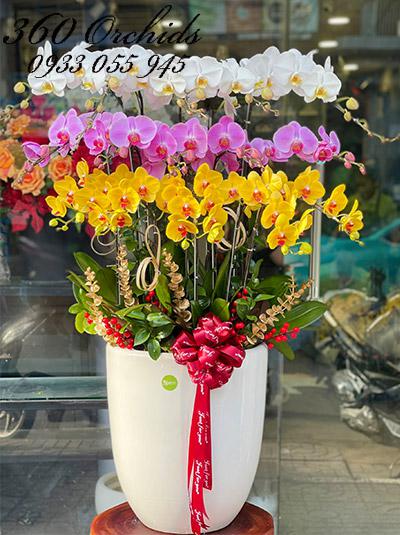 Chậu lan hồ điệp kết hợp - Tô điểm vinh quang