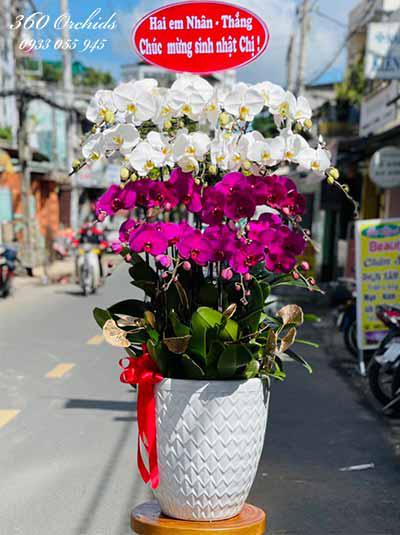 Chậu lan hồ điệp kết hợp - Tốt lành luôn đến