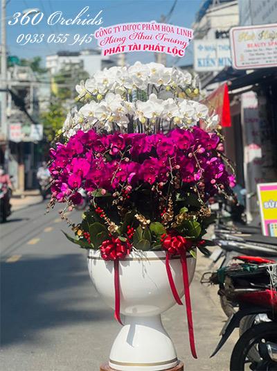 Chậu lan hồ điệp kết hợp - Trăm hoa đua nở