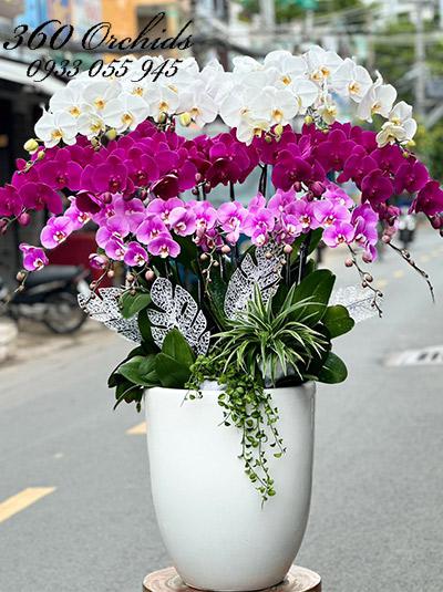Chậu lan hồ điệp kết hợp - Tứ quý lộc tài