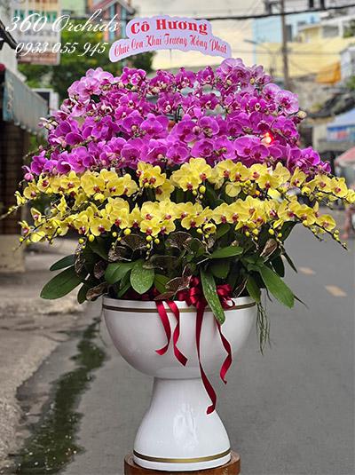 Chậu lan hồ điệp kết hợp - Tương lai vững chắc