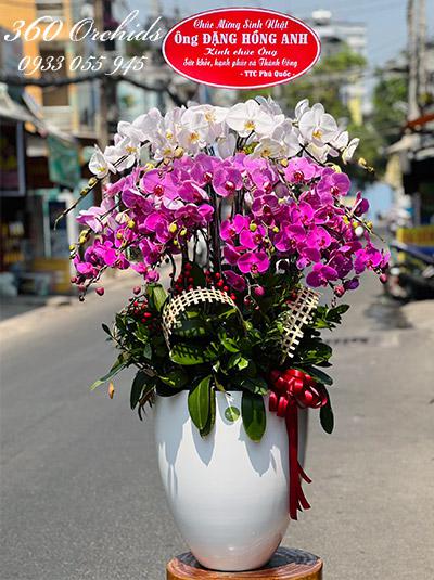 Chậu lan hồ điệp kết hợp - Tỷ sự hạnh phúc