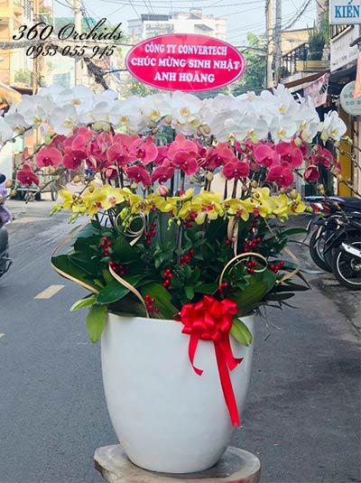 Chậu lan hồ điệp kết hợp - Ước nguyện