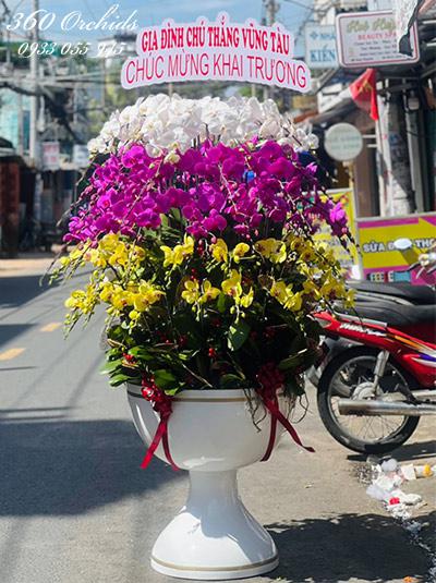 Chậu lan hồ điệp kết hợp - Vạn điều may