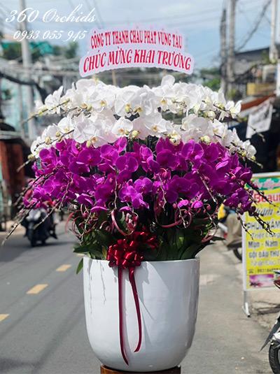 Chậu lan hồ điệp kết hợp - Vạn sự hanh thông