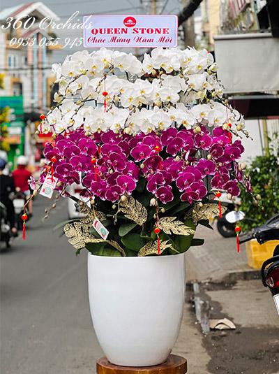 Chậu lan hồ điệp kết hợp - Vạn sự phát tài