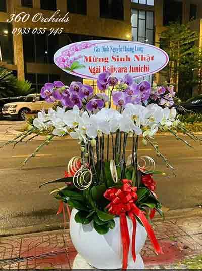 Chậu lan hồ điệp kết hợp - Vạn sự tốt lành