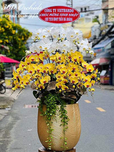 Chậu lan hồ điệp kết hợp - Vẻ đẹp hoàn mỹ