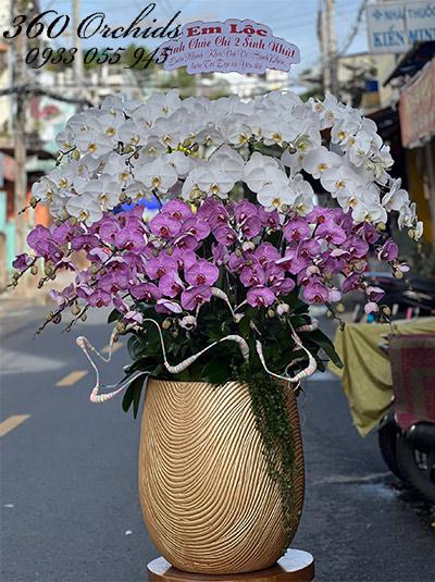 Chậu lan hồ điệp kết hợp - Vẻ đẹp phú quý