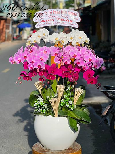Chậu lan hồ điệp kết hợp - Vinh hoa phú quý