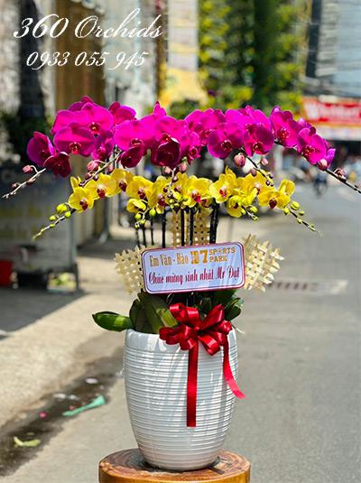 Chậu lan hồ điệp kết hợp - Vùng trời rực rỡ
