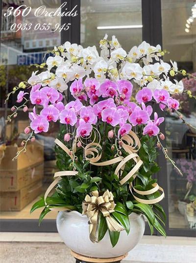 Chậu lan hồ điệp kết hợp - Xa hoa rực rỡ
