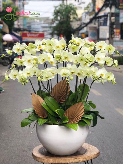 Chậu lan hồ điệp màu xanh bơ tuyệt đẹp