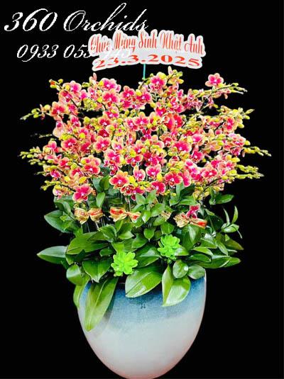 Chậu lan hồ điệp mini - An khang hưởng phúc