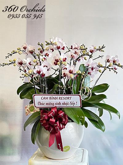 Chậu lan hồ điệp mini - Công danh thăng tiến
