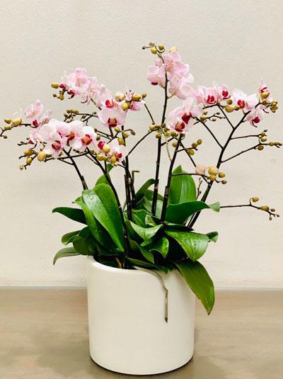 Chậu lan hồ điệp mini - đáng yêu