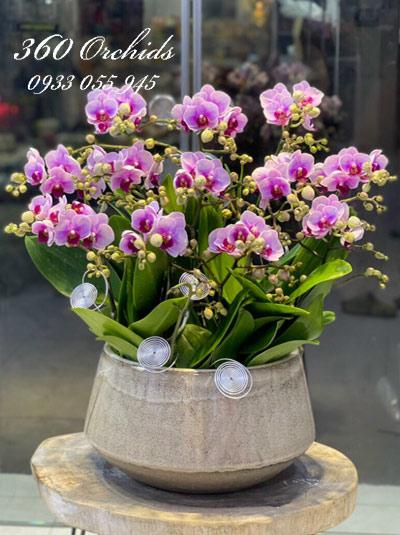 Chậu lan hồ điệp mini - Hạnh phúc đâm chồi