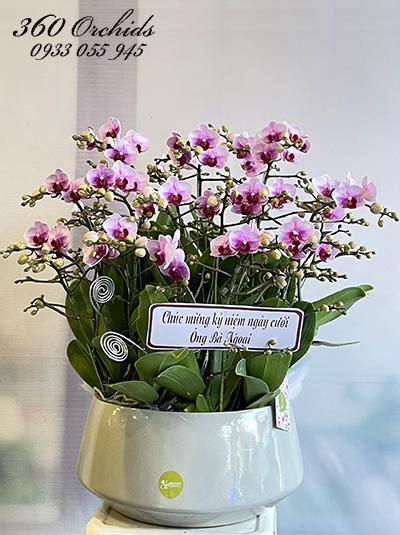 Chậu lan hồ điệp mini - Hạnh phúc đong đầy