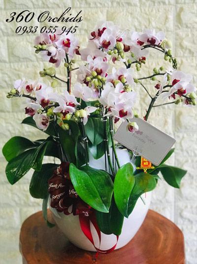 Chậu lan hồ điệp mini - Hạnh phúc hân hoan
