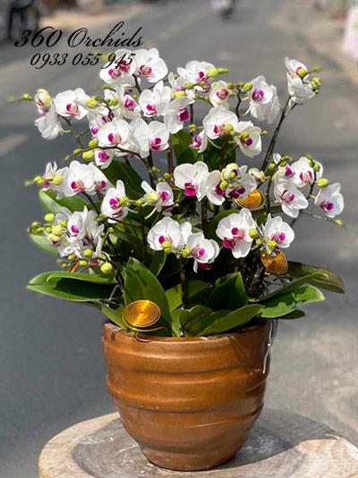 Chậu lan hồ điệp mini - Hào hoa phong nhã