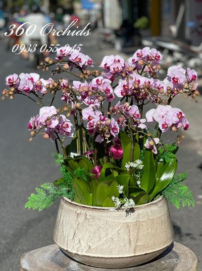 Chậu lan hồ điệp mini - Khát khao