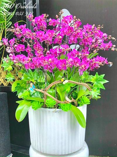 Chậu lan hồ điệp tím - Kỳ vọng vươn xa
