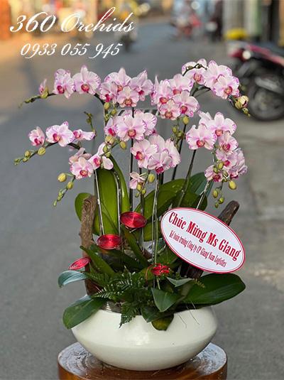 Chậu lan hồ điệp mini - Lời chúc tốt đẹp