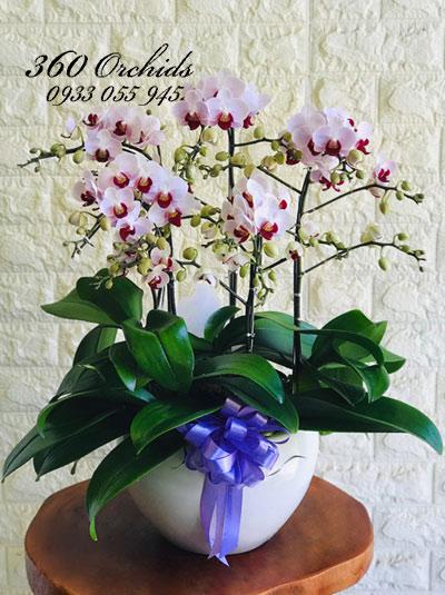 Chậu lan hồ điệp mini - Ngày dịu dàng