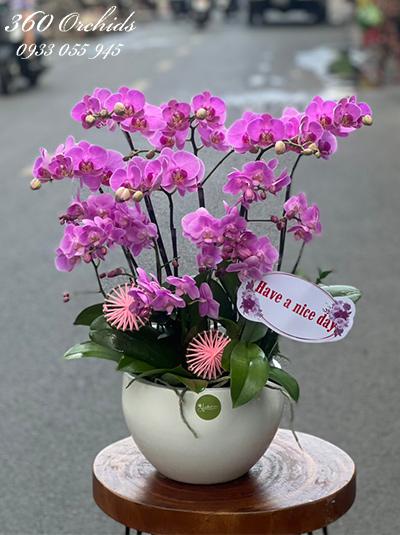 Chậu lan hồ điệp mini - Ngày tươi đẹp