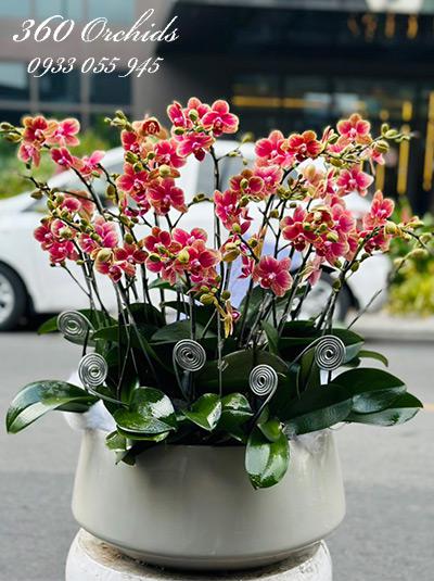 Chậu lan hồ điệp mini - Niềm vui nhỏ bé