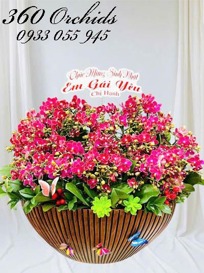 Chậu lan hồ điệp mini - Sung túc yên vui