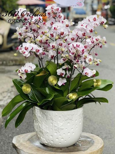 Chậu lan hồ điệp mini - Tết đong đầy