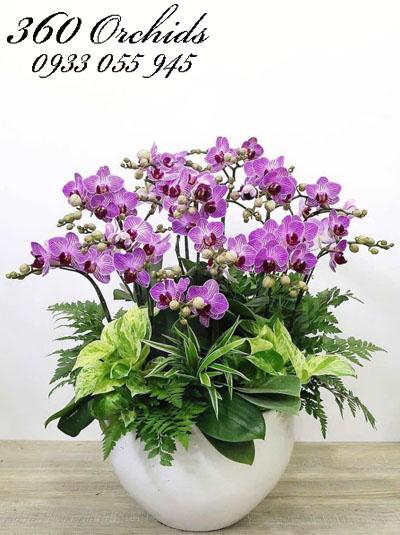 Chậu lan hồ điệp mini - Tỏa sáng thanh tao