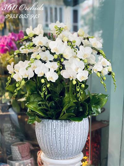 Chậu lan hồ điệp mini trắng - Như ý