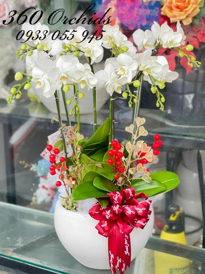 Chậu lan hồ điệp mini trắng - Yên vui mỗi ngày