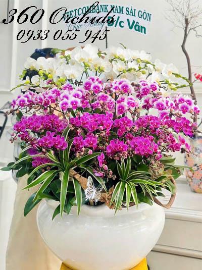 Chậu lan hồ điệp mini - Vạn sự tốt đẹp