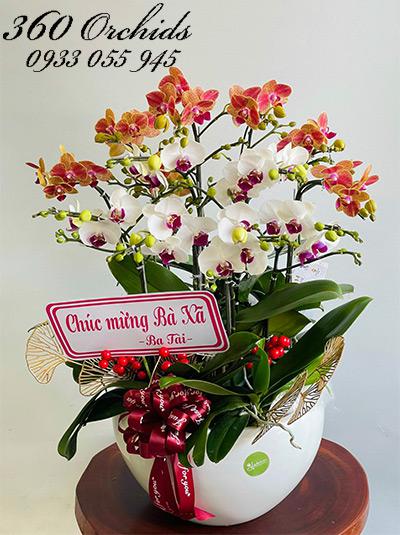 Chậu lan hồ điệp mini - Vẻ đẹp thanh cao