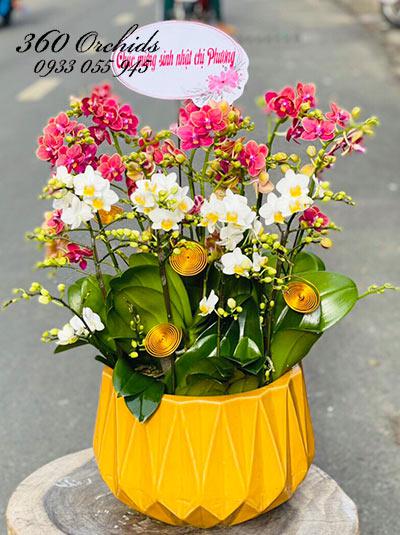 Chậu lan hồ điệp mini - Vinh hoa phú quý