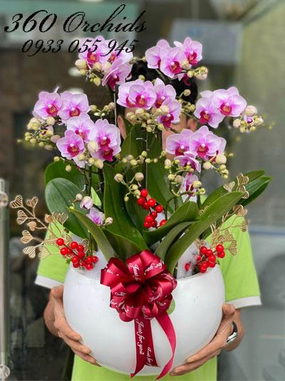 Chậu lan hồ điệp mini - Xinh tươi