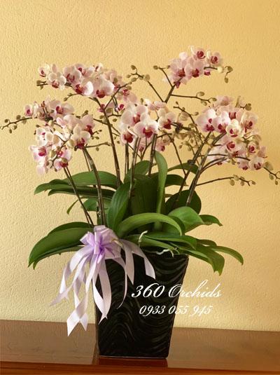Chậu lan hồ điệp mini - xinh xắn