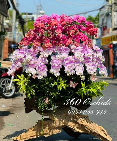 CHẬU LAN HỒ ĐIỆP MỪNG TÂN GIA – HOALAN360