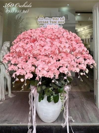 Chậu lan hồ điệp nhuộm màu - Hồ điệp cát tường