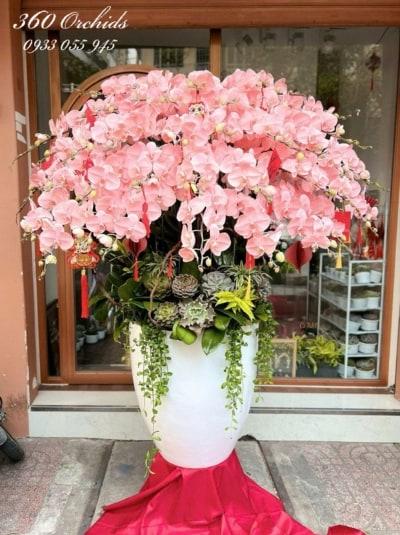 Chậu lan hồ điệp nhuộm màu - Hồng phát đại cát