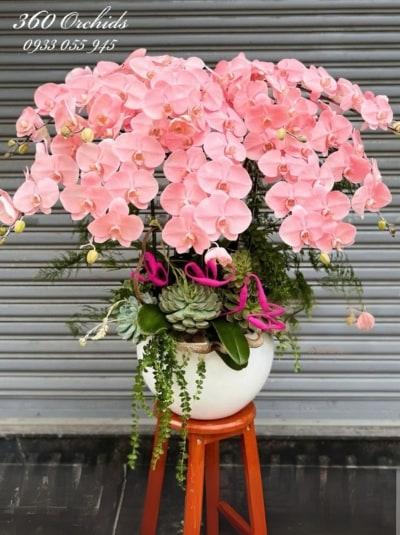 Chậu lan hồ điệp nhuộm màu - Hồng vận khai trương