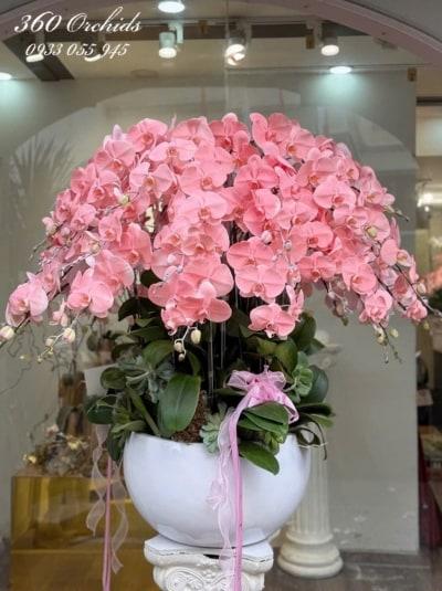 Chậu lan hồ điệp nhuộm màu - Vạn sự hồng an