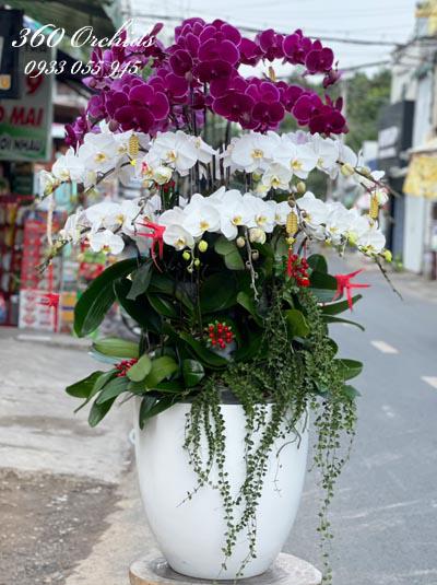 Chậu lan hồ điệp tặng sếp 2