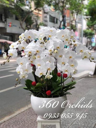Chậu lan hồ điệp tết 10 cành trắng mừng xuân